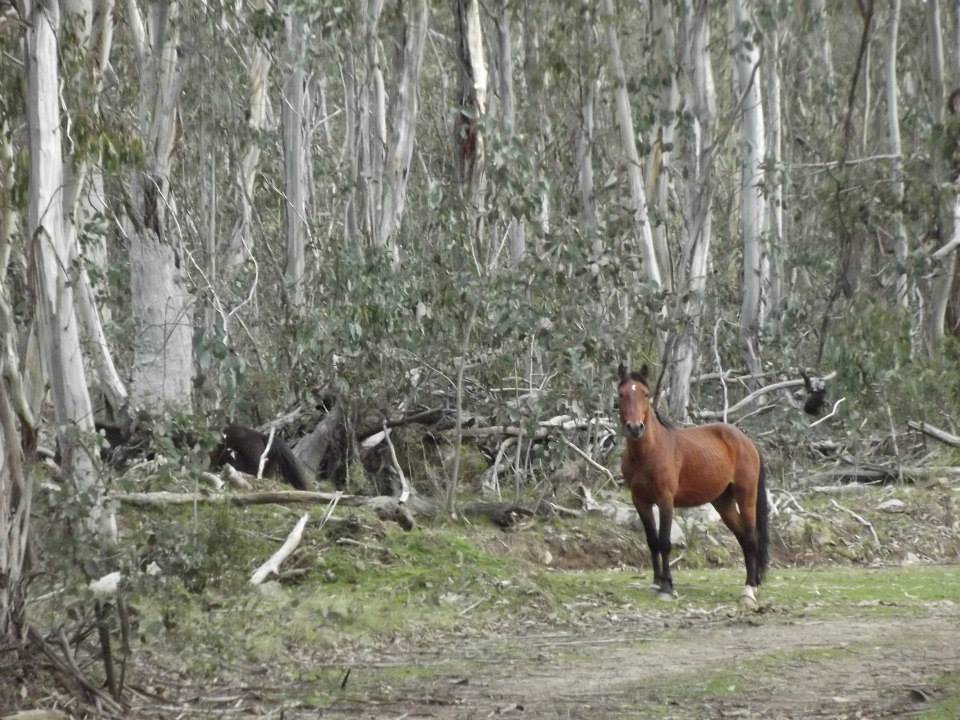 Australian Brumbies!! 1381717_10151718173177712_34612911_n