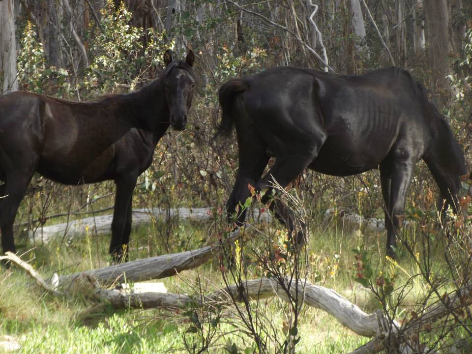 Australian Brumbies!! 1505462_10151888228437712_864338706_n