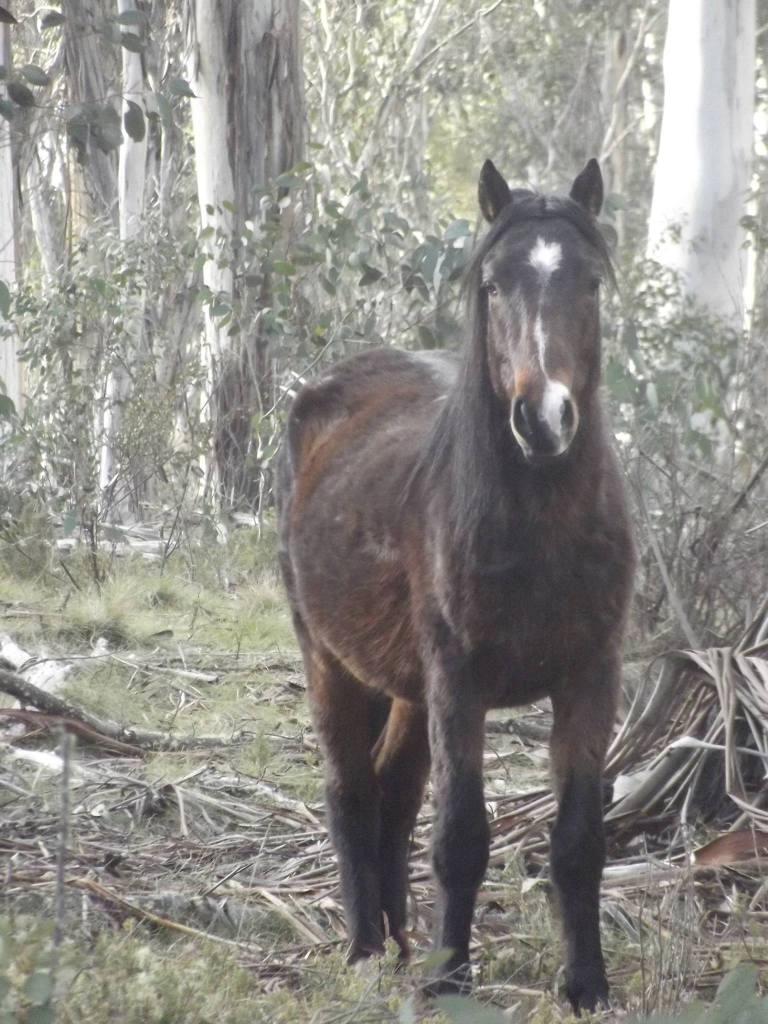 Australian Brumbies!! 1519146_10152401680847712_8699060499053165857_o