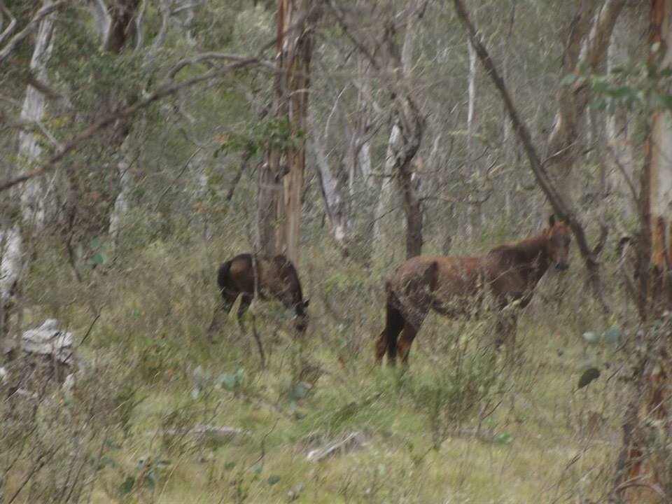 Australian Brumbies!! 1522085_10151888226292712_984340841_n