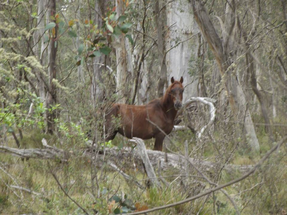 Australian Brumbies!! 1535461_10151888227397712_754051151_n