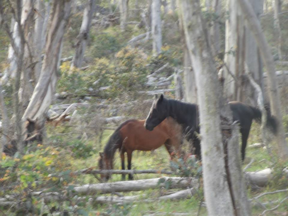 Australian Brumbies!! 1538868_10151888237577712_328940074_n