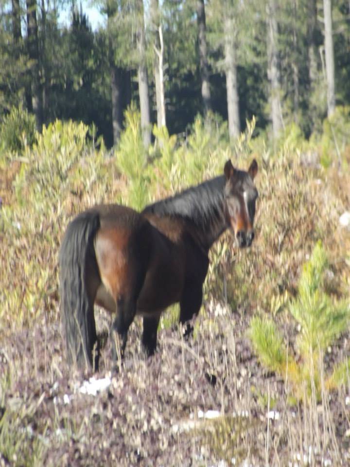 Australian Brumbies!! 1908367_10152312035027712_2072603081537852879_n