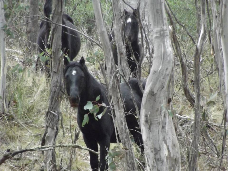 Australian Brumbies!! 994302_10151499253817712_877116827_n