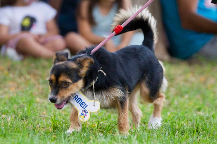 *NAIRA (octubre 2013), mestiza de tamaño pequeño. Es positiva en leishmania. Valencia (PE) *RESERVADA* 1434292415704_zpsxrdp7w56