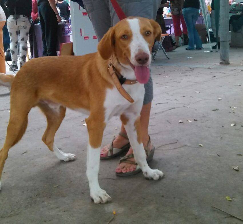 DOLAR (marzo 2014), perro de tamaño mediano-grande en adopcion. La Perrita Valiente. Valencia (PE) ADOPTADO!! 1964768_10152330500011987_2692859137753221089_n_zps1a98d52b