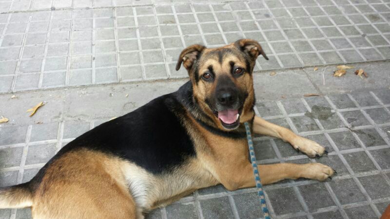 Leo (septiembre 2010). X Pastor Aleman macho en adopcion. Valencia (PE). ADOPTADO!! ABR2014-2_zps52f3f27e