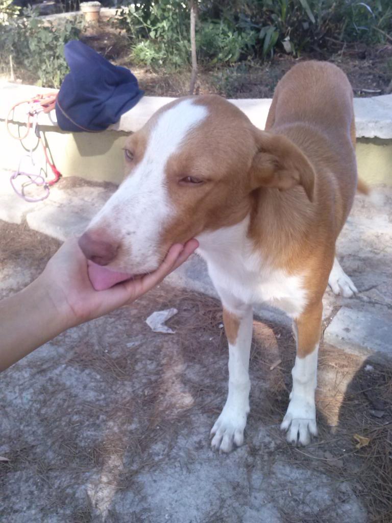 DOLAR (marzo 2014), perro de tamaño mediano-grande en adopcion. La Perrita Valiente. Valencia (PE) ADOPTADO!! CAM00733_zps5eritdav