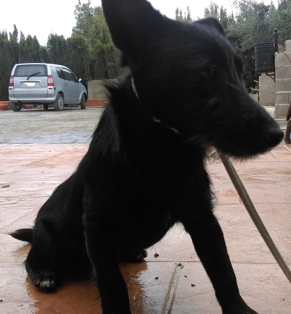 TIMON Y PUMBA. Cachorros tamaño peque-mediano. Valencia. ADOPTADOS LOS DOS!! IMAG0159_zpsahd6o6uf