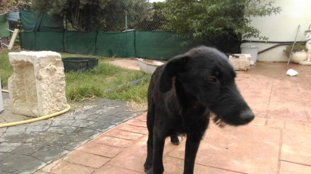 TATI. Cachorreta mediana. Valencia. ADOPTADA!! IMAG0169_zpsfockwk7f