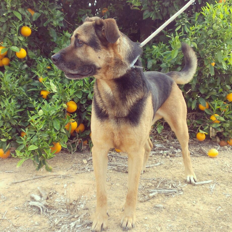 Leo (septiembre 2010). X Pastor Aleman macho en adopcion. Valencia (PE). ADOPTADO!! IMG-20140405-WA0010_zps26caccb7