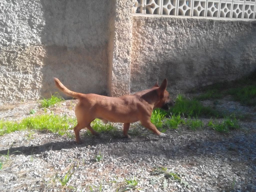 *ANTONIO (marzo 2012), X ratonero de tamaño pequeño en adopcion. Es positivo en leishmania. La Perrita Valiente Valencia (PE) ADOPTADO!!! IMG-20150205-WA0005_zps1ipp88ea