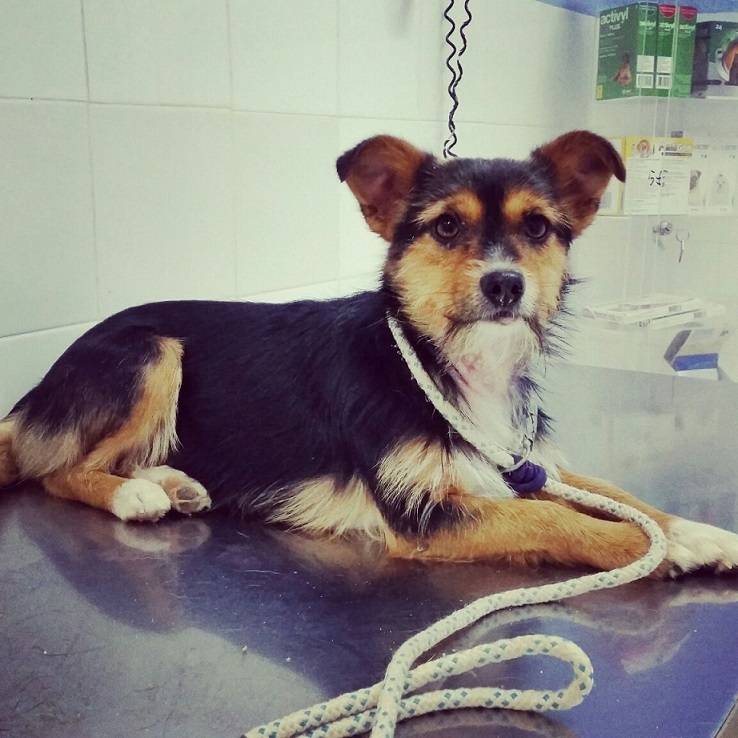 *NAIRA (octubre 2013), mestiza de tamaño pequeño. Es positiva en leishmania. Valencia (PE) *RESERVADA* IMG-20150415-WA0000_zpstkdst88e