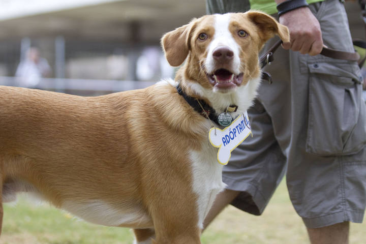 DOLAR (marzo 2014), perro de tamaño mediano-grande en adopcion. La Perrita Valiente. Valencia (PE) ADOPTADO!! Julio.2015.6_zpszl3e9pf3