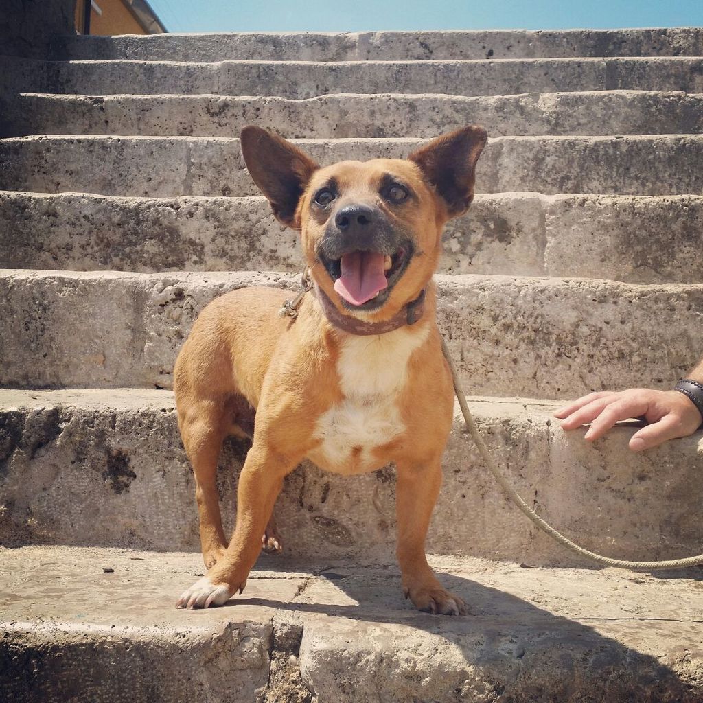 *ANTONIO (marzo 2012), X ratonero de tamaño pequeño en adopcion. Es positivo en leishmania. La Perrita Valiente Valencia (PE) ADOPTADO!!! Julio.2015_zps0id1br97