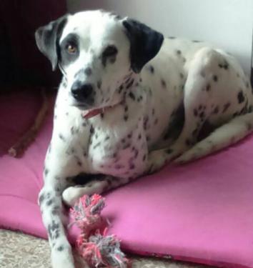 POL. X Dalmata. Buen Caracter. Valencia. Adoptado!! A_6391458298993_zpsubzjpcmq