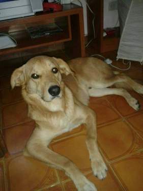 WIPPY (diciembre 2012). Mestizo jovencito tamaño grande. Valencia (PE). ADOPTADO!! A_8471401778245_zps51324db3