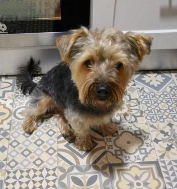 COCO. Mestizo tamaño peque de 3 años. Valencia. ADOPTADO!! A_9151454611027_zps1jtqx0yy