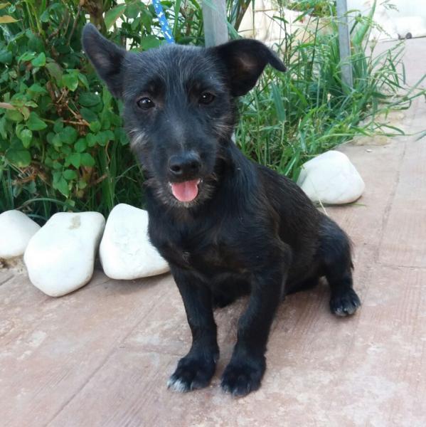 TIMON Y PUMBA. Cachorros tamaño peque-mediano. Valencia. ADOPTADOS LOS DOS!! A_9491472584260_zpsvf4ixwbz