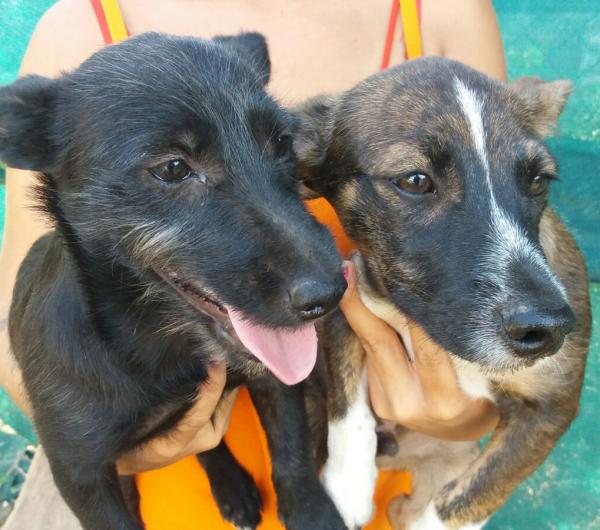 TIMON Y PUMBA. Cachorros tamaño peque-mediano. Valencia. ADOPTADOS LOS DOS!! A_9491472584262_zpsfqwomvrn