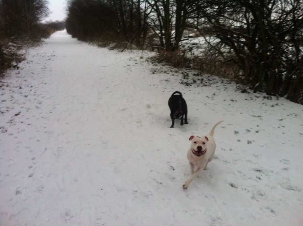 afternoon in the snow (not the best pics) 1C36BB39-5638-477B-B5F1-28CCD906A07D-2541-0000032D8A9A17E1