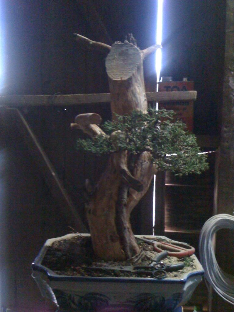 bonsai tanuki Picture1035_zpsc7d9e30d