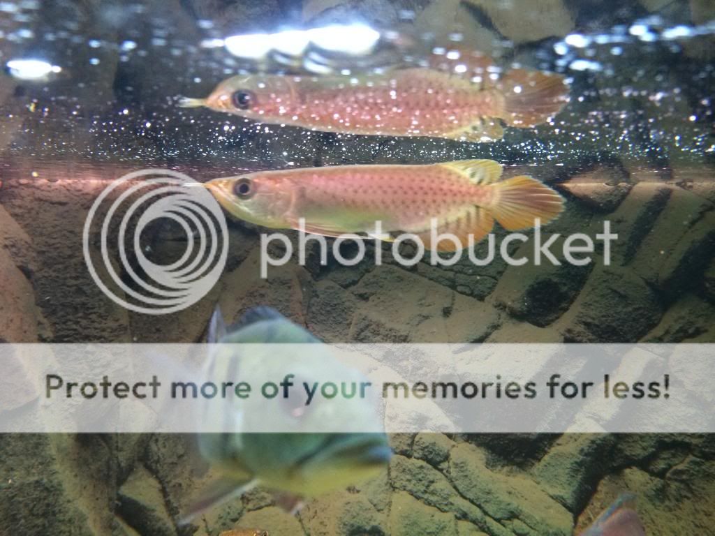 Chili red Asian Arowana  (Scleropages legendrei) IMG_1866_zps2a29d90a