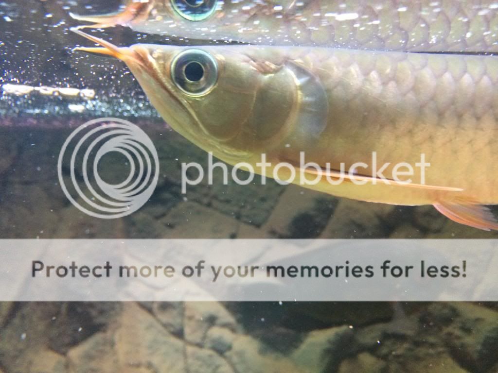 Chili red Asian Arowana  (Scleropages legendrei) - Σελίδα 2 IMG_2222_zps83d6342d