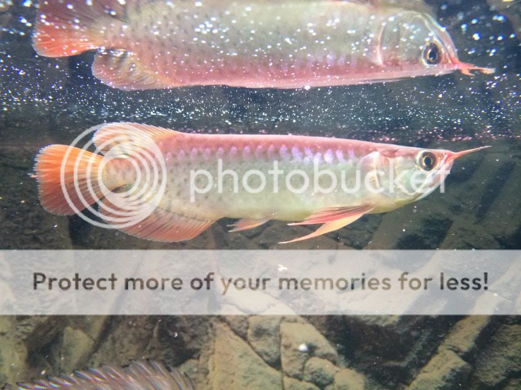 Chili red Asian Arowana  (Scleropages legendrei) - Σελίδα 2 IMG_2324_zps0059a287