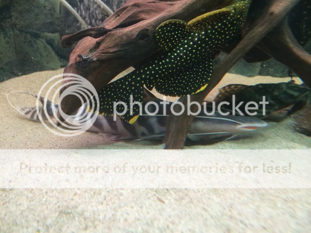 Zebra Shovelnose catfish (Brachyplatystoma tigrinum) - Σελίδα 2 IMG_2367_zps3651c52b