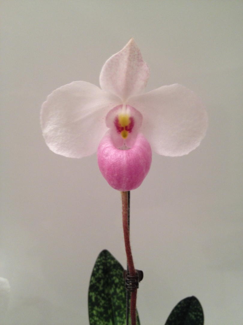 Paphiopedilum delenatii Image_zpsjtgtjyqe