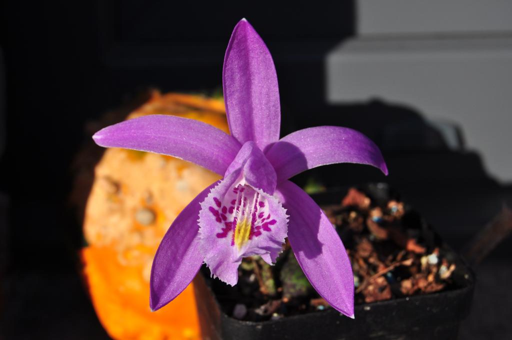 Pleione praecox Laos forme  001_zps8bd985b8