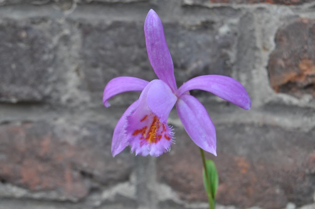 Pleione Ruby Wedding 002_zpsac5cdb5d