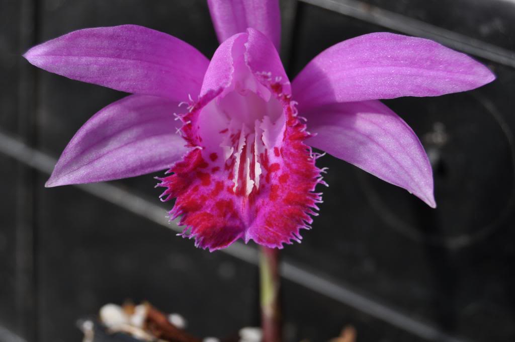 Pleione Alde Saran 002_zpsadd07738