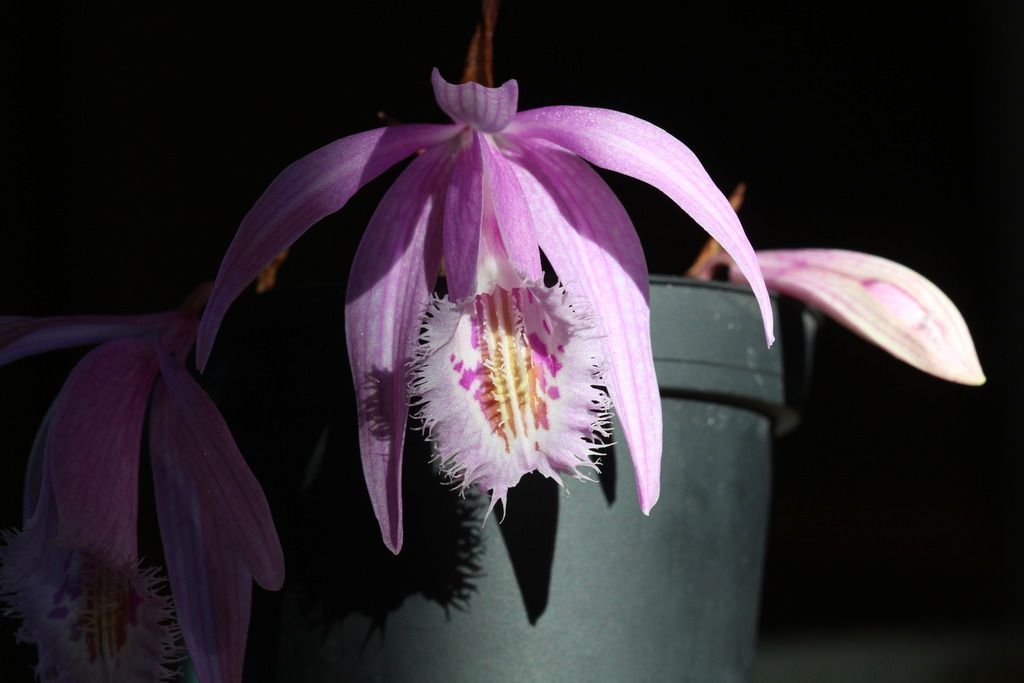 Pleione praecox x Pleione albiflora 002_zpssjrjcv4o