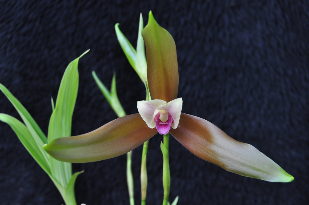 Lycaste schilleriana var. rosea 003_zps036kgtqm