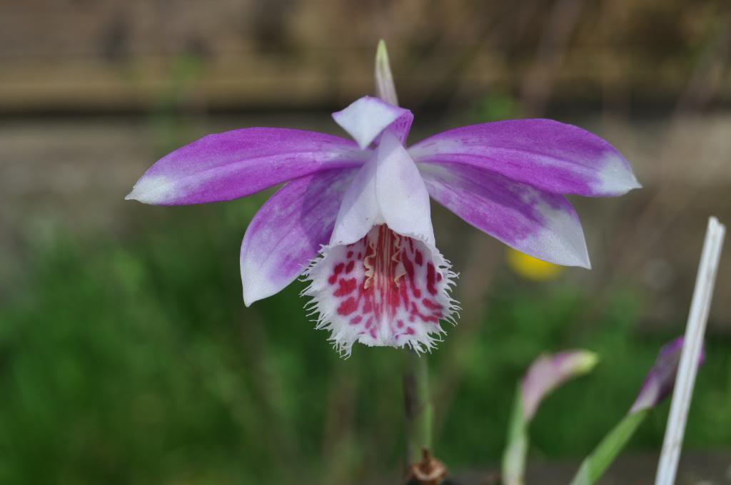 Pleione Alishan 'Merlin' 003_zps3bd035c8