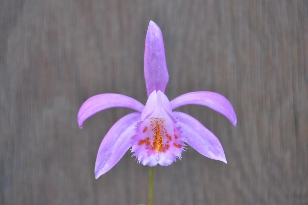 Pleione Ruby Wedding 003_zps42c596d0