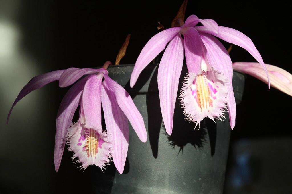 Pleione praecox x Pleione albiflora 003_zpsmxodd7pa