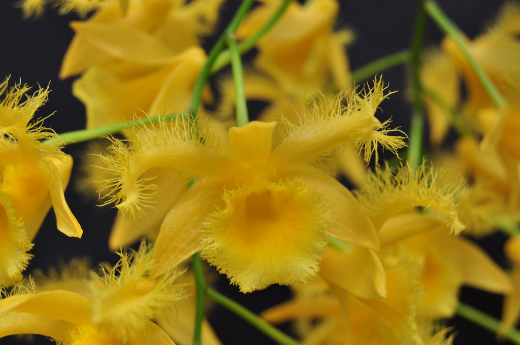 Dendrobium harveyanum 003_zpsorfrhhd4