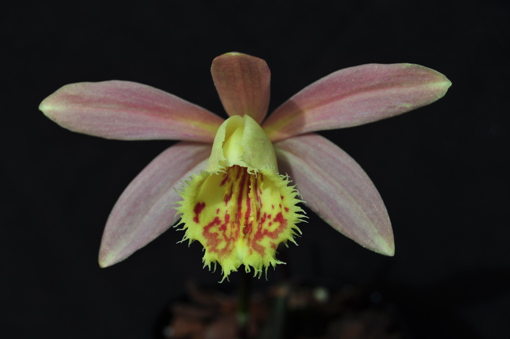 Pleione Orizaba 'Fish Eagle' 003_zpsvncilggv