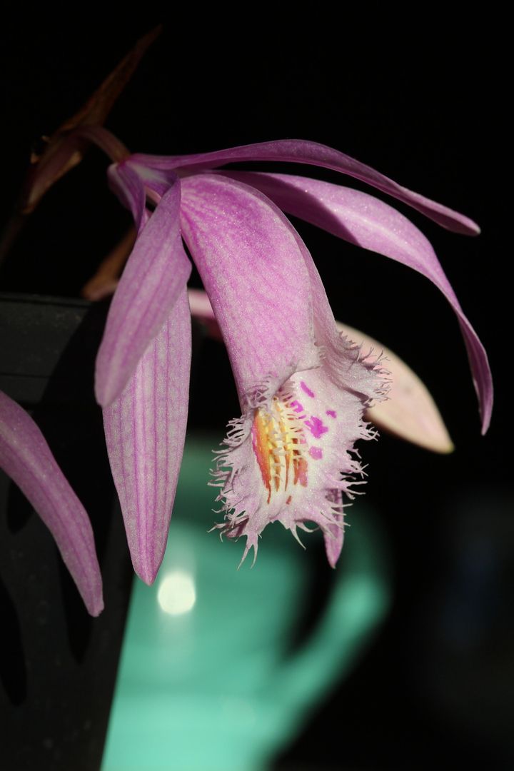 Pleione praecox x Pleione albiflora 004_zps2opbfan6