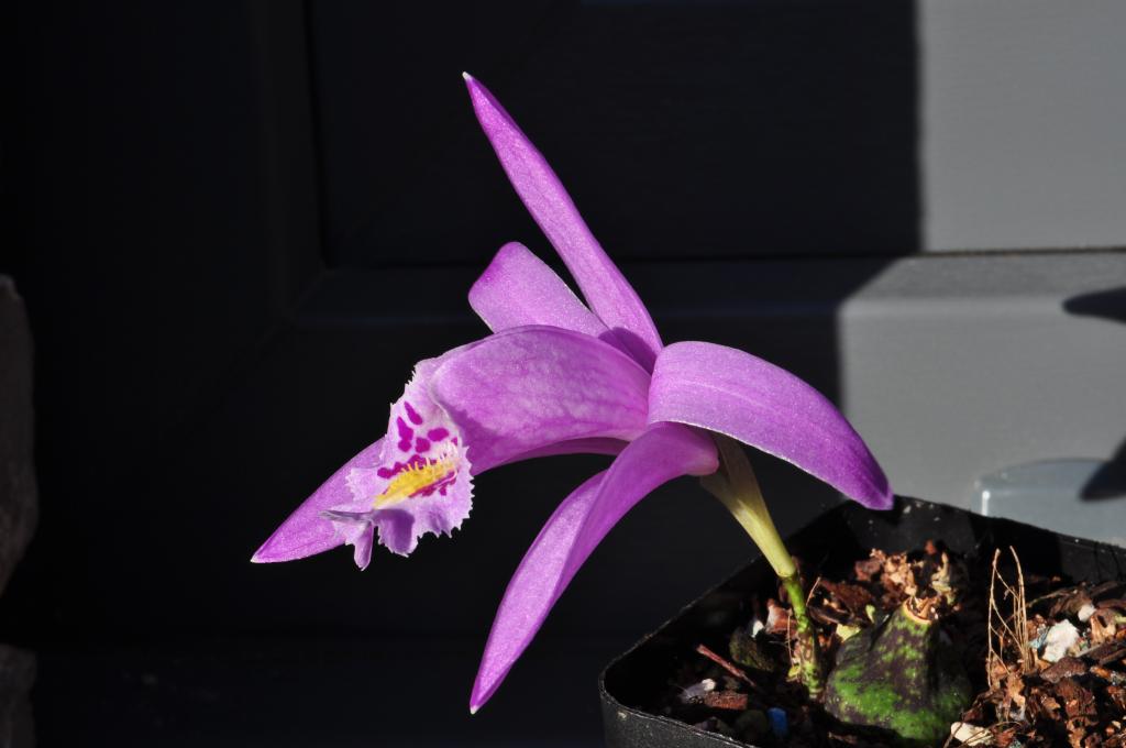 Pleione praecox Laos forme  004_zps604c94ea