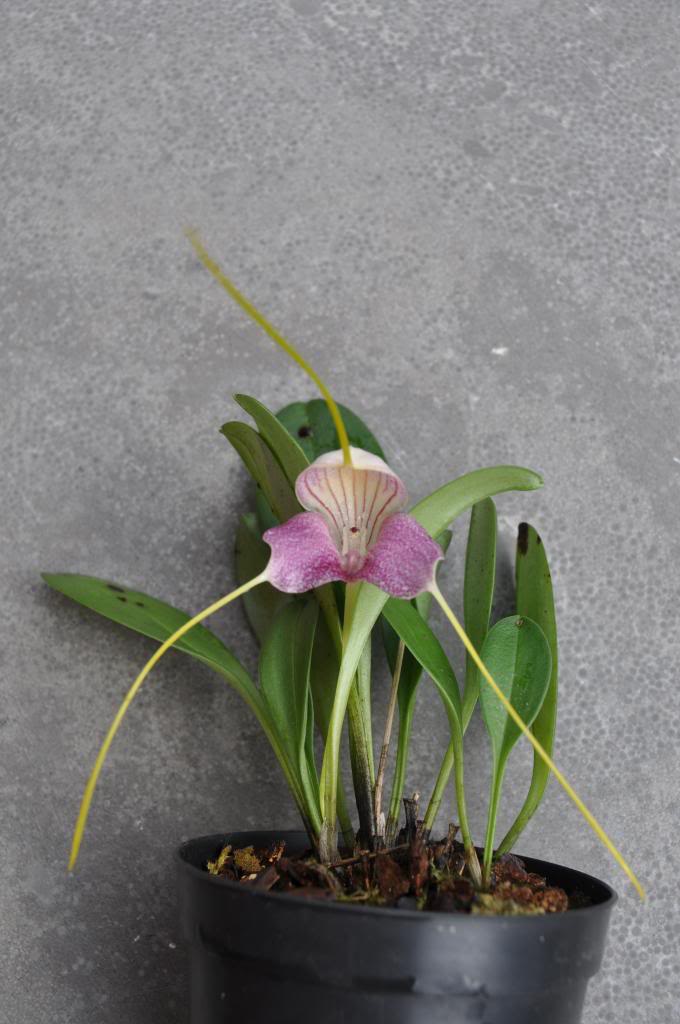 Masdevallia caudata 004_zps7b988734