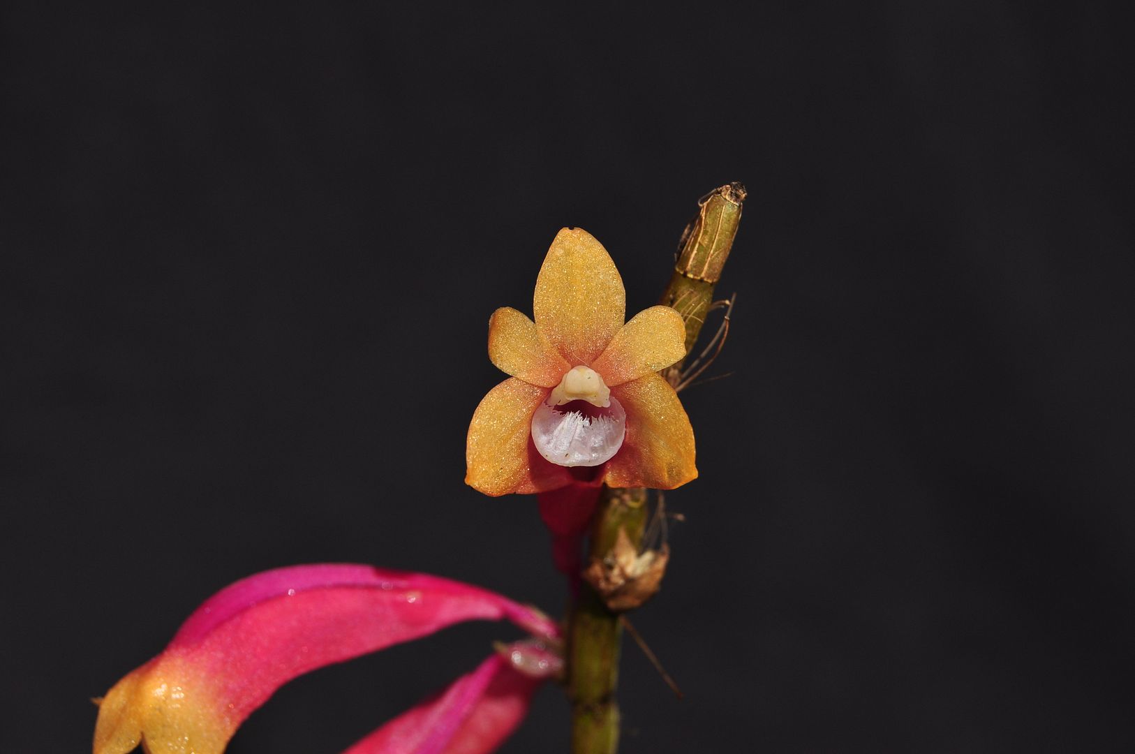 Dendrobium lawesii 004_zpsay0tn3g4