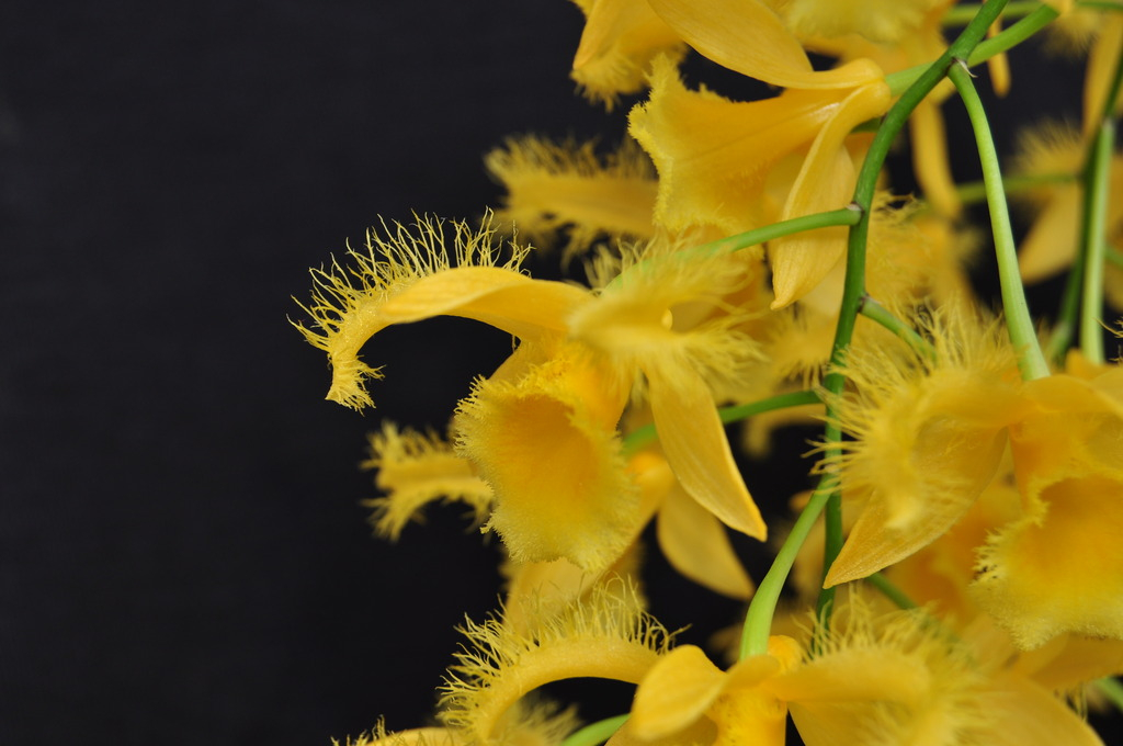 Dendrobium harveyanum 004_zpsuatr6ojb