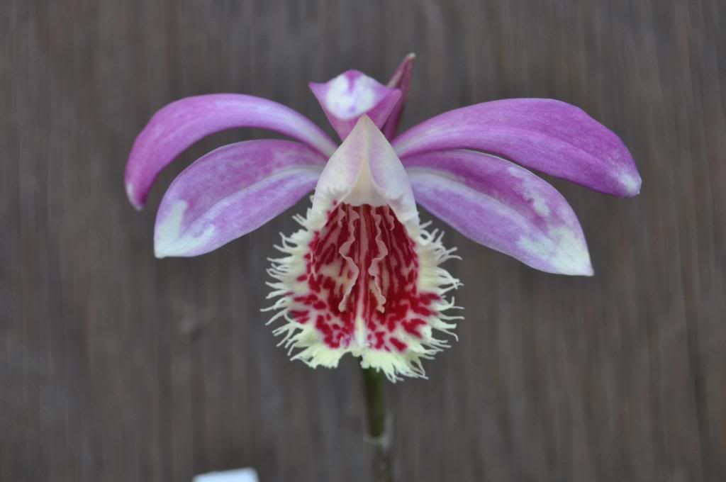 Pleione Deriba 005_zps04c98b27