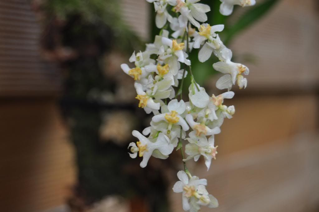 Oncidium Twinkle 'Fragrance Fantasy' 005_zps6435e528