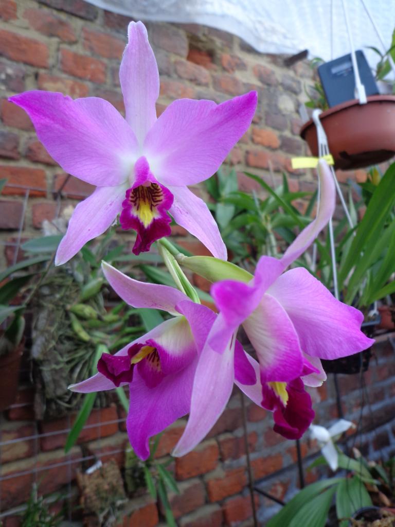 Laelia anceps subsp. dawsonii f. chilapensis (Guerrero) 005_zpsa962be51