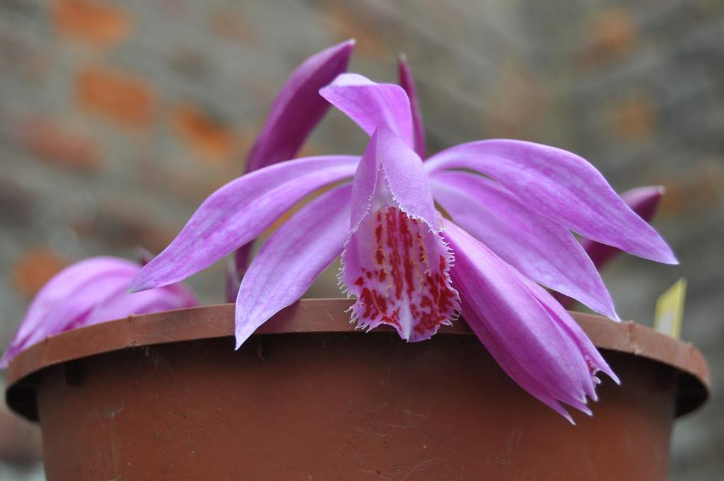 Pleione (saison 2013/2014) - Page 6 006_zps2a8abb0a